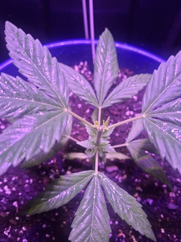 5 Random Seeds in a pot I found in my grinder. — vegetative, day 15