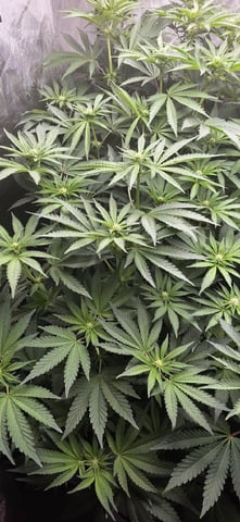 Maple Nectar  — flower, day 57