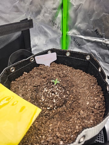 first grow — seedling_rooting, day 6