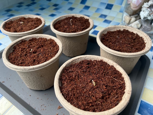 Lemon Power Haze — germination, day 3