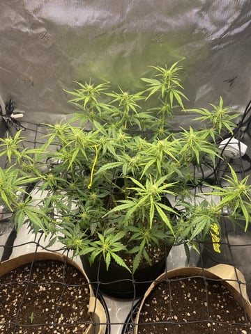 3x3 Grow — flower, day 13