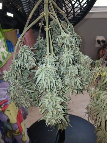 Lsd25, Dosido,GDP All Autos. — grow_setup, day 65