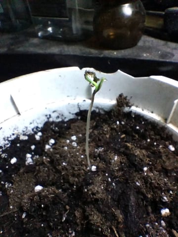 Jack Herer  — vegetative, day 1