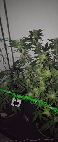 pineapple Express  — flower, day 16