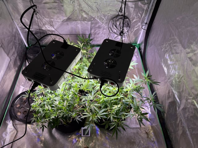 Green Gelato — vegetative, day 43