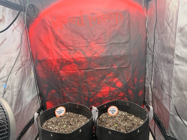 BloodMoon Gelato — seedling_rooting, day 8