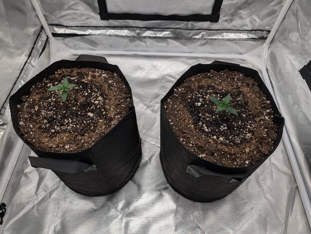 Steve's grow — seedling_rooting, day 15