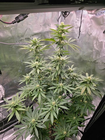 Northern lights #10 2nd plant (Selkies) — flower, day 69