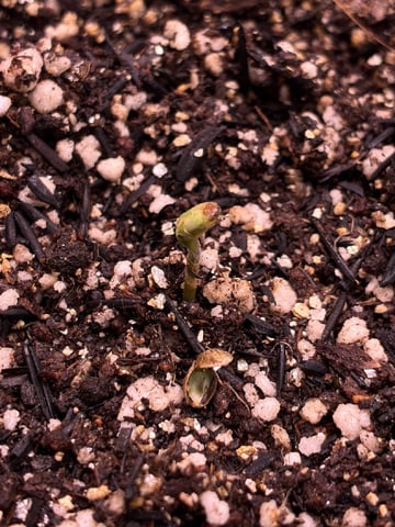 White Widow — seedling_rooting, day 10