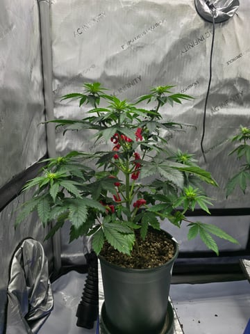 Homegrown - 🍒 🥧 & GSC Auto, 🚀 Seeds 🍌 Buttercups  — flower, day 45