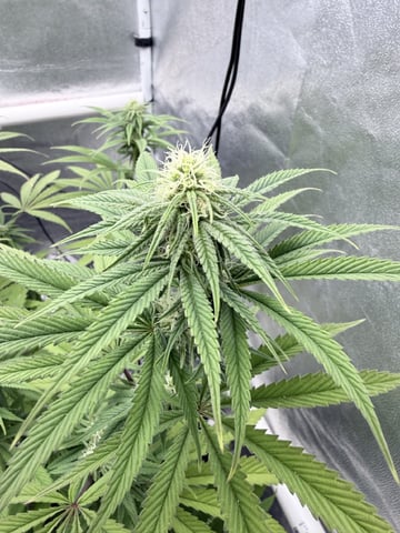 Blue Dream Grow — flower, day 56