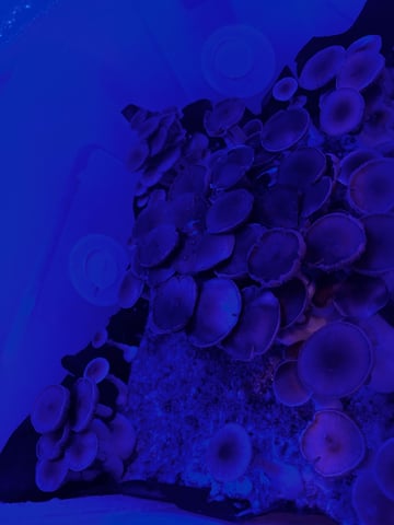 second 🍄‍🟫 grow