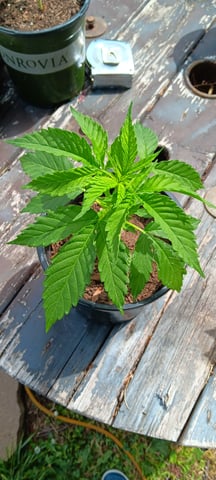 2025 — vegetative, day 1