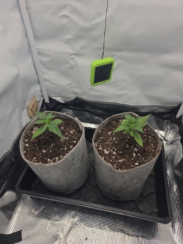 Strawberry Sugar  — seedling_rooting, day 18