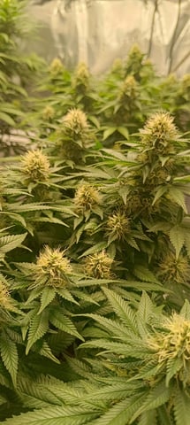 First Time Growing  — flower, day 74
