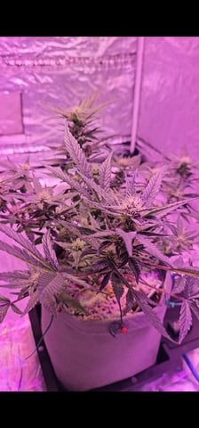 Jelousy Fast(Photo) & Ultra Voilet (Auto) — flower, day 11