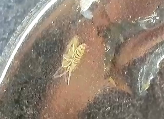 First grow — vegetative, day 38