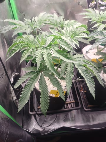 Mainely Genetics Micro Pheno Hunt — vegetative, day 38