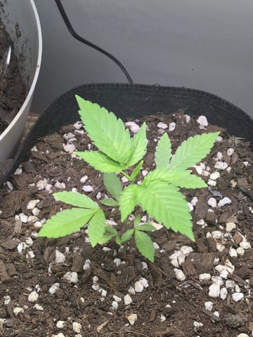 Audrey III — vegetative, day 44