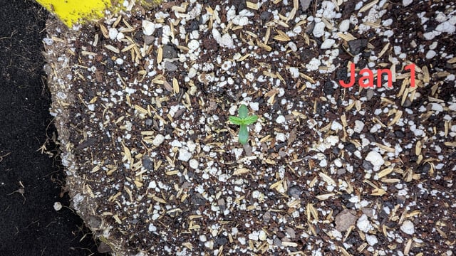 Perpetual Autoflower Mixed Grow #3 — germination, day 11