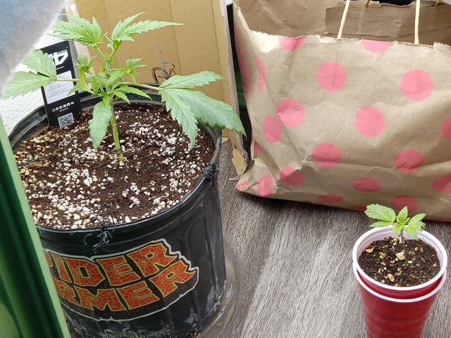 Blueberry critical kush x purple peyote wifi  and one L.a kush cake . — seedling_rooting, day 10