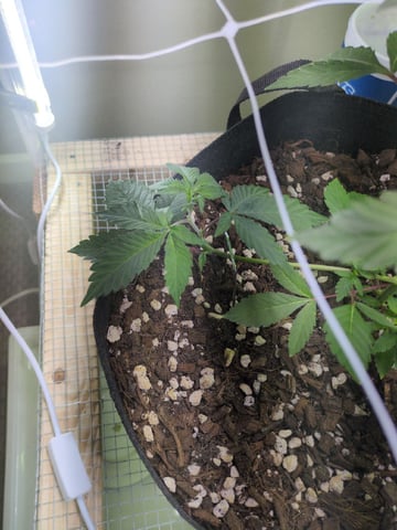 Audrey III — vegetative, day 63