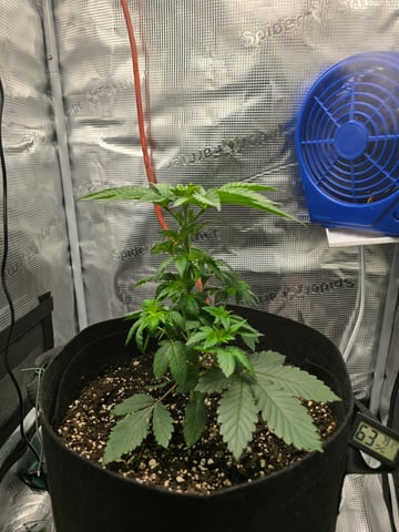 Northern lights #10 2nd plant (Selkies) — vegetative, day 25