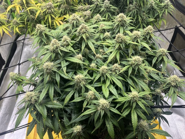 Autoskunk and OG Kush — flower, day 76
