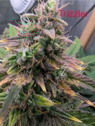 Trizzler  — flower, day 70