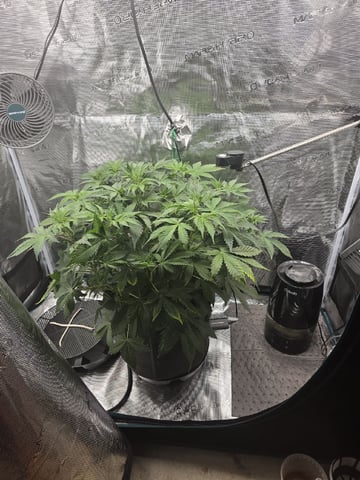 Super Skunk Auto  — grow_setup, day 3