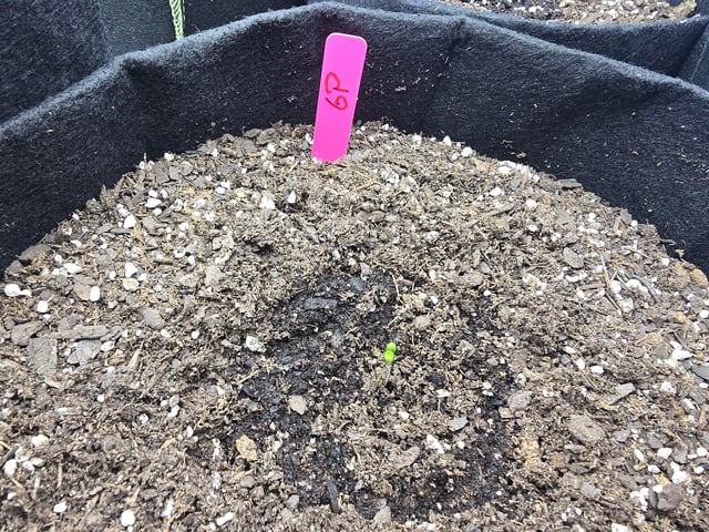 3rd Auto Grow — seedling_rooting, day 26