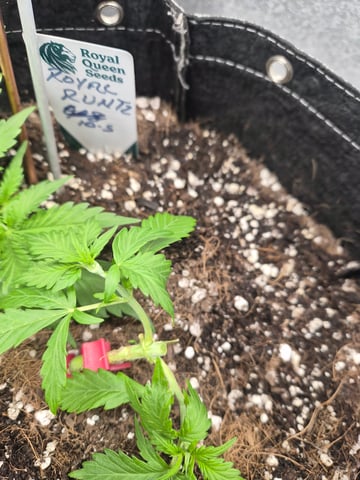 I'll get it right — vegetative, day 31