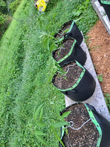 Bucket List Grow #2 — vegetative, day 34