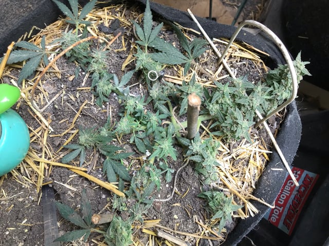 autos — germination, day 84