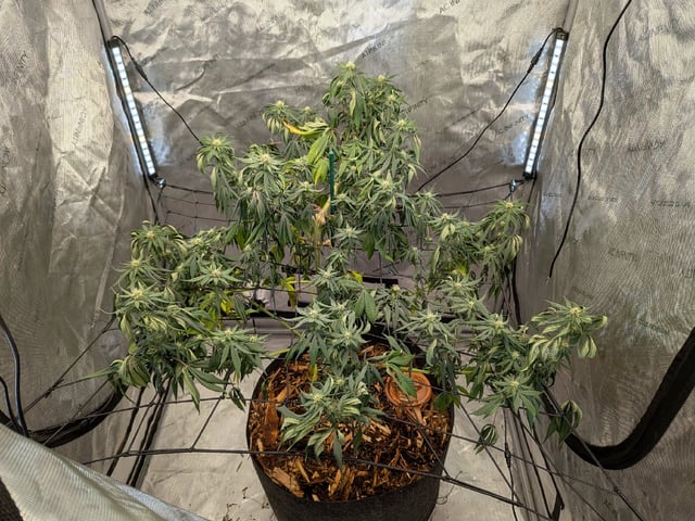 White Widow? — flower, day 39