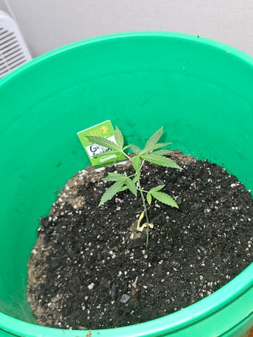 1st plant. Strain: Green Gelato AutoFlower — vegetative, day 45