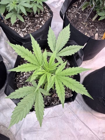 4’x8’ Grow1 — vegetative, day 50