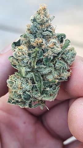 3rd run, 8 plant mom hunt - indoor top fed DTW with rockwool — harvest, day 164