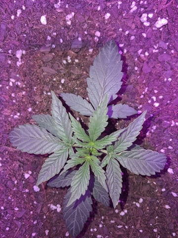 Cali Kush — vegetative, day 19