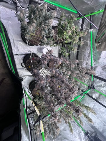 Rookie — flower, day 38