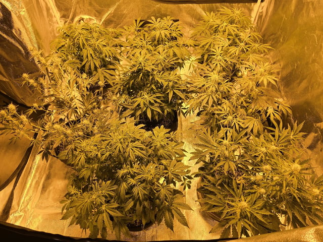 Autos AGAIN — flower, day 48