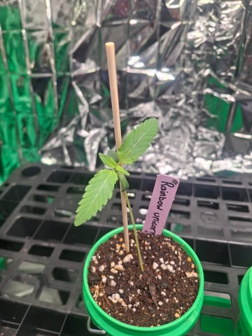 Rainbow Unicorn  — seedling_rooting, day 14