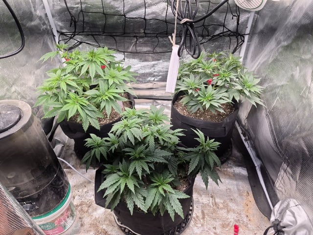 Mixed — vegetative, day 11