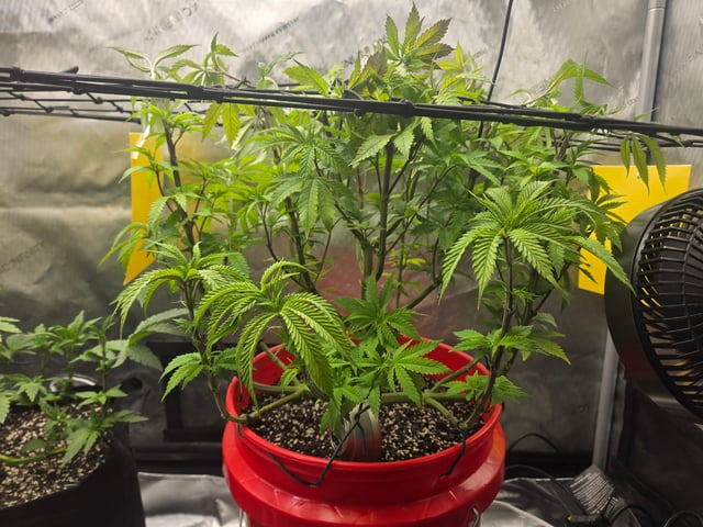 First Grow — vegetative, day 19