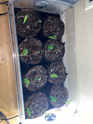 Solfire Gardens Grow — vegetative, day 13