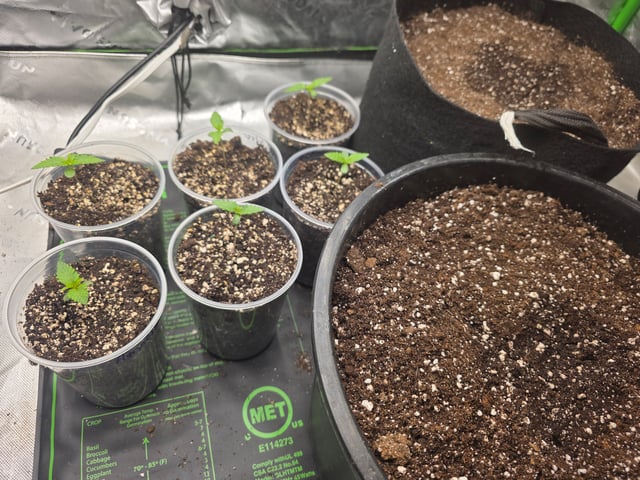 Hazy Daze — seedling_rooting, day 1