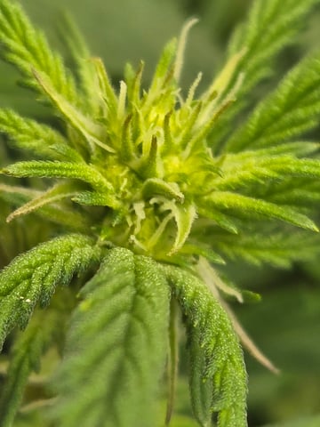 First Grow — flower, day 74