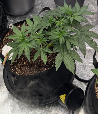 Mixed Grow — grow_setup, day 26