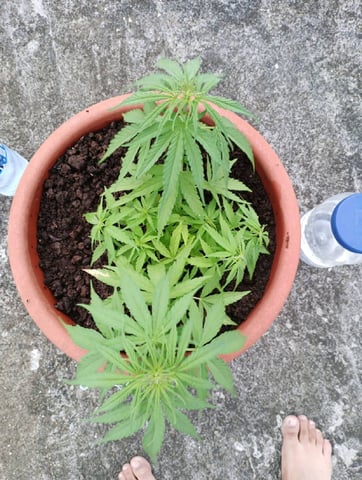 local — vegetative, day 2