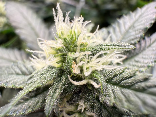 Green Gelato — flower, day 75